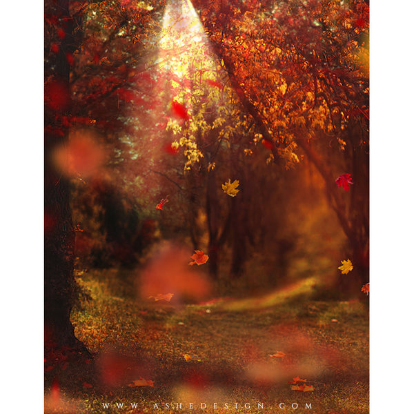 Digital Props 11x14 Backdrop Set - Autumn Woods