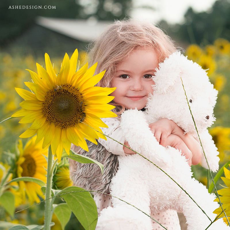 Ashe Design Digital Backdrop Sunflower Field