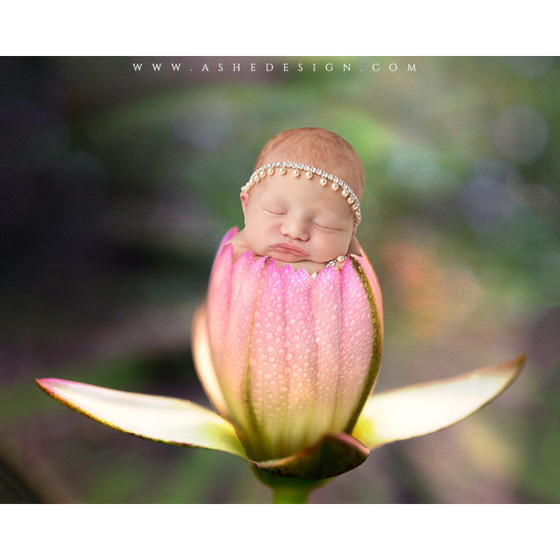 Digital Props 16x20 Backdrop Set - Water Lily