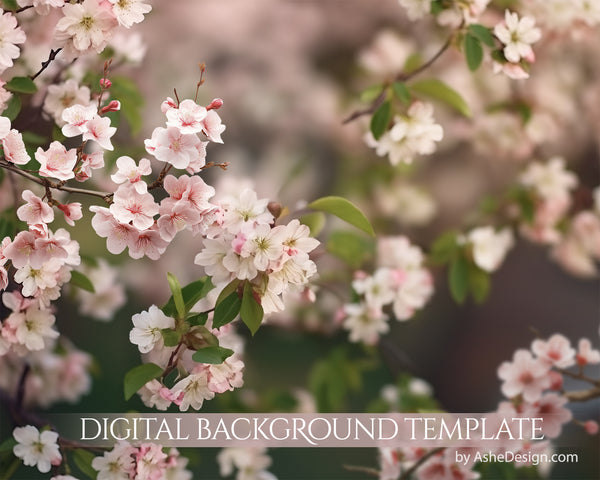 Digital Backdrop Set - Cherry Blossoms