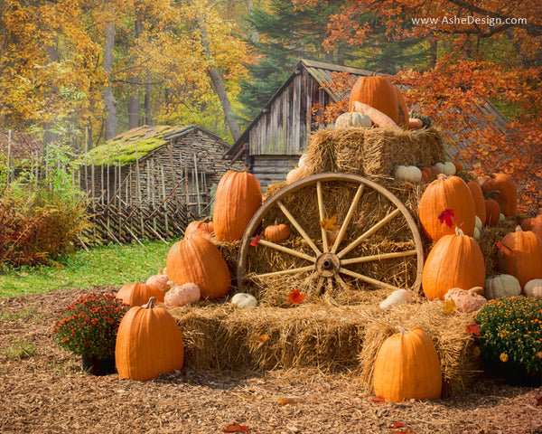 Ashe Design 16x20 Digital Backdrop Set - Autumn Harvest BEFORE