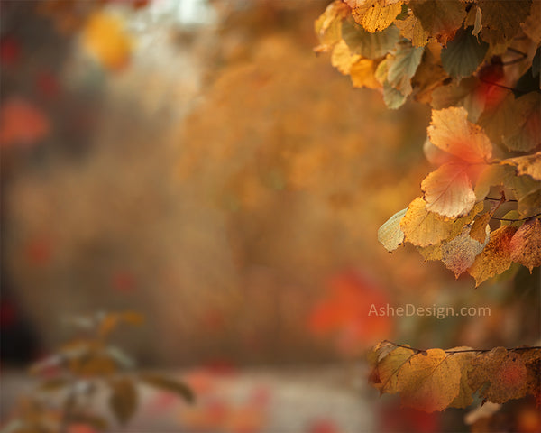 Digital Props 16x20 Backdrop Set - Autumn Splendor