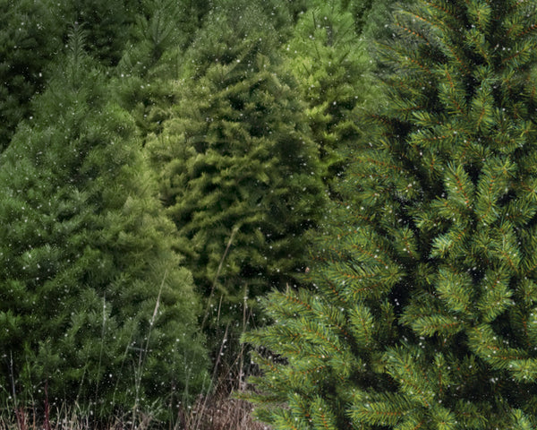 Ashe Design 16x20 Digital Backdrop Set - Christmas Tree Farm BEFORE