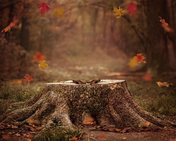 Digital Props 16x20 Backdrop Set - Fall Forest