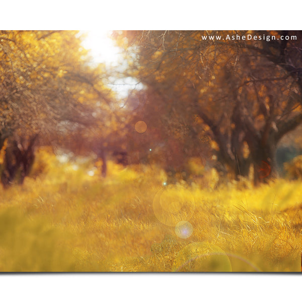 Ashe Design 16x20 Digital Backdrop Set - Autumn Meadow Before