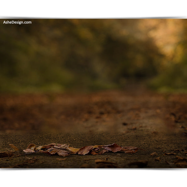 Digital Props 16x20 Backdrop Set - Autumn Path