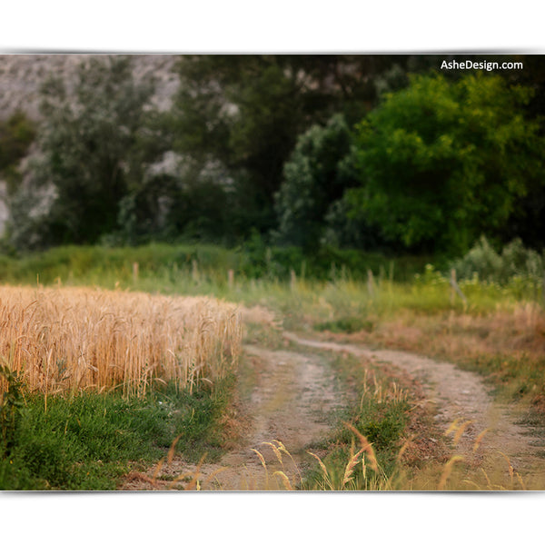 Digital Props 16x20 Backdrop Set - Country Road