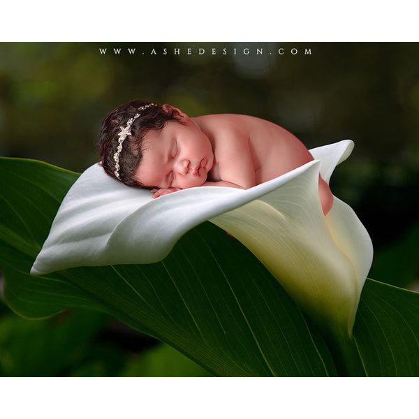 Digital Props 8x10 Backdrop Set - Peace Lily