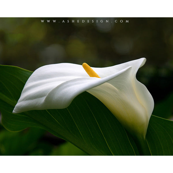 Digital Props 8x10 Backdrop Set - Peace Lily