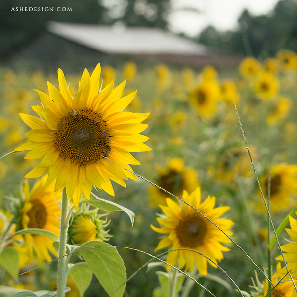 Ashe Design Digital Backdrop Sunflower Field