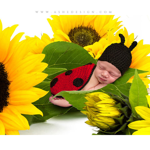 Digital Props 8x10 Backdrop Set - Sunflowers