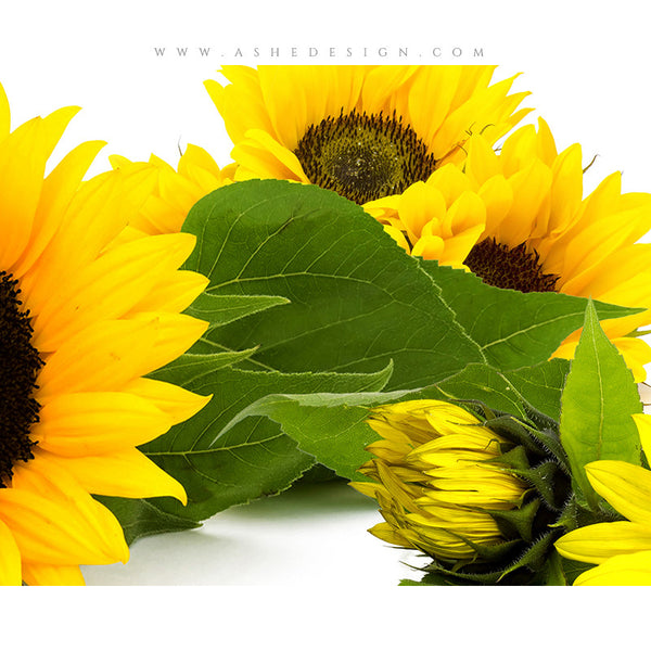 Digital Props 8x10 Backdrop Set - Sunflowers