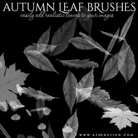 Ashe Design | Photoshop Brush Set | Autumn Leaves
